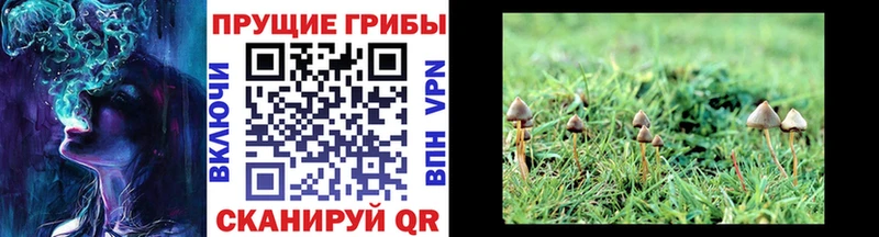 закладка  Миньяр  Псилоцибиновые грибы GOLDEN TEACHER 
